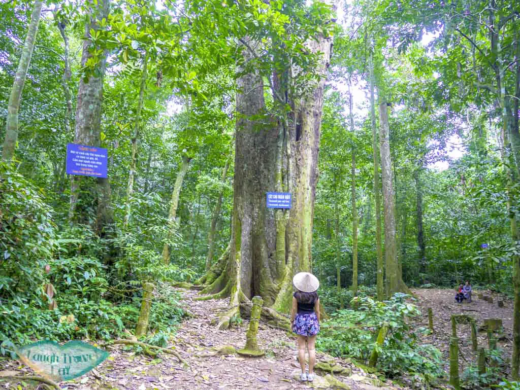 thousand-years-old-tree-at-cuc-phuong-national-park-ninh-binh-vietnam-Laugh-Travel-Eat