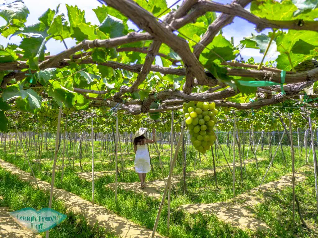 vineyard-at-Ba-Moi-winery-ninh-thuan-vietnam-laugh-travel-eat