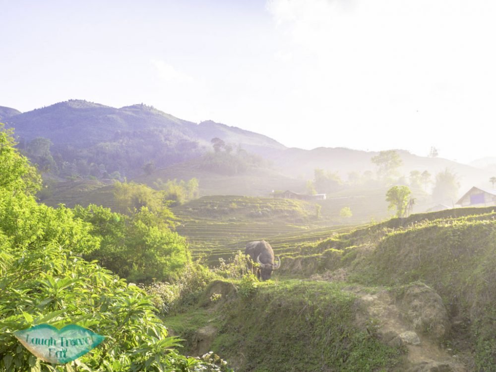 water-buffallo-in-rice-paddies-on-our-trek-sapa-northern-vietnam-laugh-travel-eat