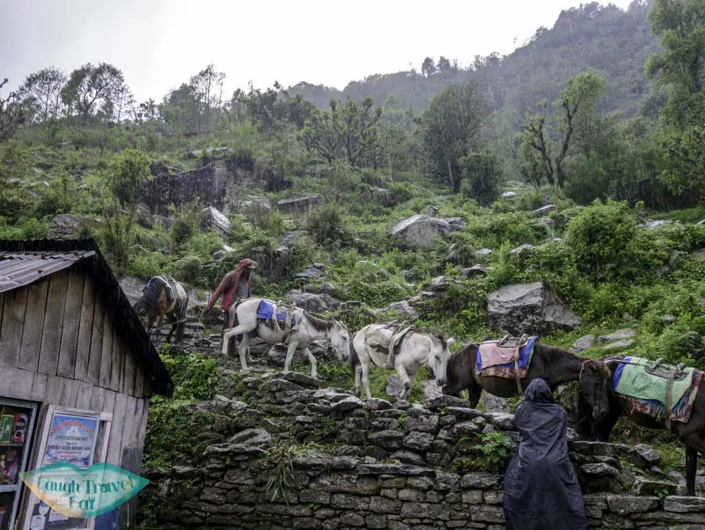 donkeys-in-the-rain-Poon-Hill-Trek-Annapurna-Conservation-Area-Nepal-laugh-travel-eat