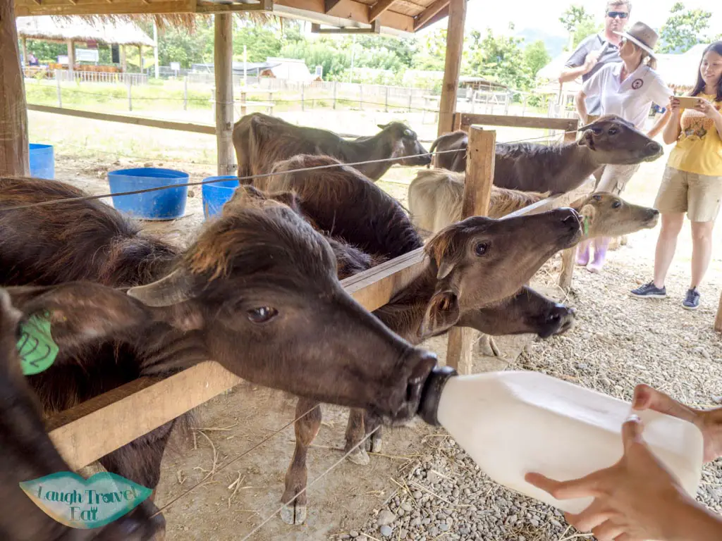 feeding-the-calves-laos-buffalo-dairy-luang-prabang-laos-laugh-travel-eat