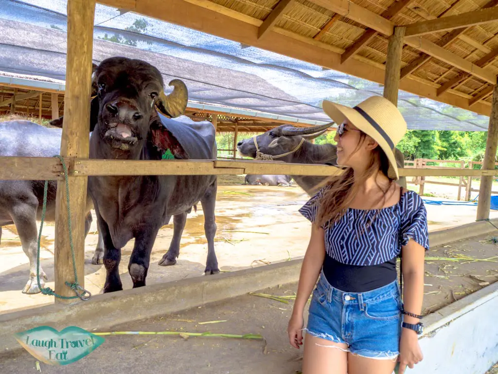 me and fredinard laos buffary dairy luang prabang laos - laugh travel eat