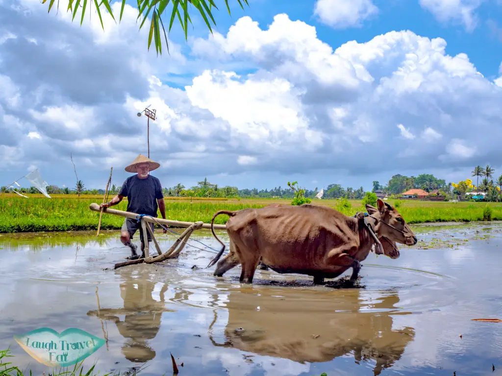 farmer-in-rice-paddies-balinese-experience-shanti-toya-ashram-bali-indonesia-laugh-travel-eat