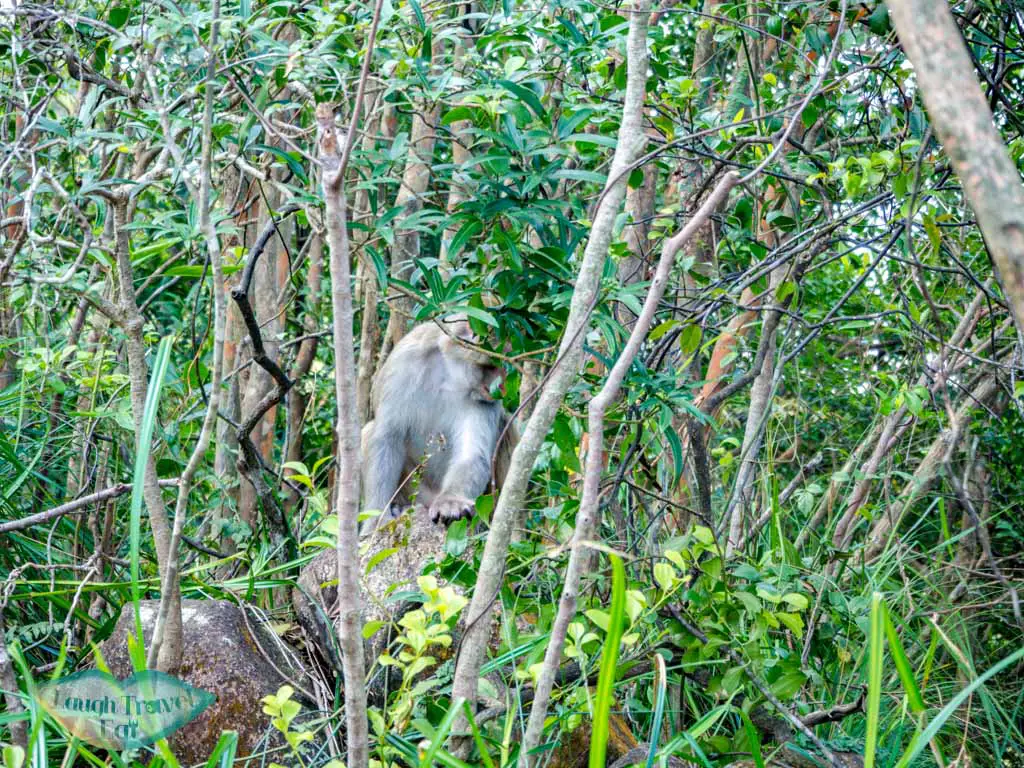 monkeys-along-the-trail-lion-rock-hike-from-shatin-pass-side-kowloon-hong-kong-laugh-travel-eat