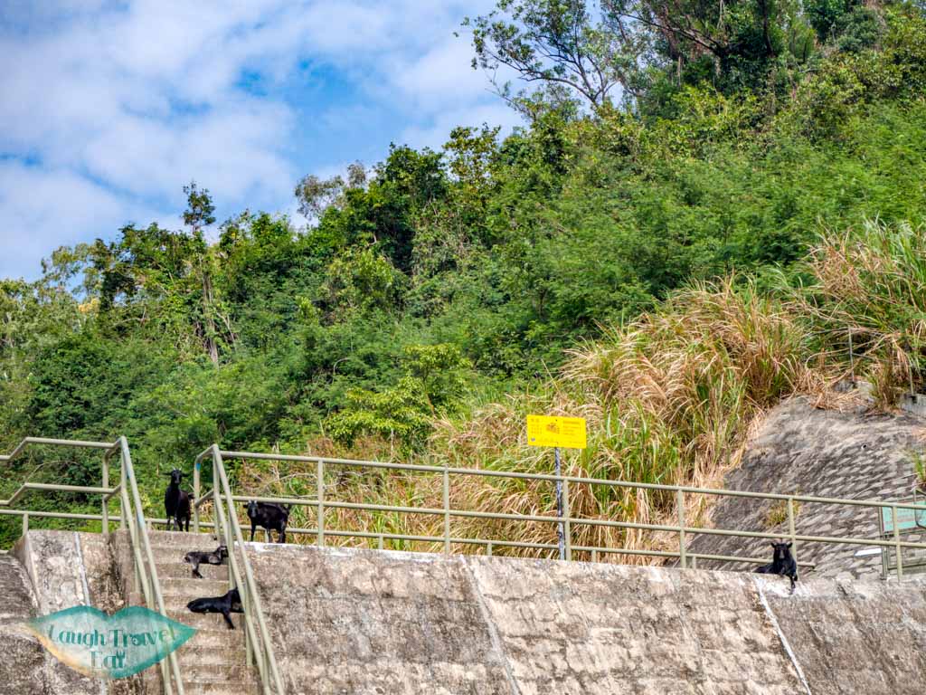 If you are seeking a dreamy hike without a crowd high up in the mountains, Wo Yang Shan is a long but worthwhile hike that’s perfect for an adventure. With giant rock outcrops, a view of Tai Mo Shan radar towers as well as the nearby cityscape and Shing Mun Reservoir, here is how to hike Tai Mo Shan: <!--TOC--> Wo Yang Shan summary Difficulty: 4/5 Duration: 6 hours (might want to budget more for photos) Pros: Not a crowded trail with spectacular view of Tai Mo Shan as well as Tsuen Wan and Tsing Yi. Cons: long hike up and back down can be tough on the knees. Also fairly long with several part that’s easy to get lost in. it would be best to have an offline map handy. How to get to Wo Yang Shan trail start Take the exit A3 from Tsuen Wan MTR station towards Discovery Park via the long pedestrian bridge. Enroute there you’ll see a bridge that goes towards the mountain, take it. From there, follow the path through the tunnel and then up some stairs to the main road. Cross the main road and go left (the stairs across the road isn’t the one we want to take). Wait until you reach this one, which has a sign a few more steps up declaring that it goes up to Fu Yung Shan. This portion has a stretch of almost endless stairs, but once you reach the top the path evens out for a good while before it’s time to head up again. Some more distinctive structures along the way are the black and yellow blocks to the side, which are decent for photos, one or two pavilions, as well as the view of Western Monastery. Once you reach a dam-like structure, take the stairs that goes up just after it. There is a sign that points to Lung Mun Country Trail and Chuen Lun. Go up the trail and when you reach this sign, go left to the side marked Chuen Lun then take the trail to the right a few paces to the Lead Mine Pass. This part also has a lot of stairs but of mud and wood, then it becomes a slope. The bulk of it is over once you emerge from the vegetation. Be careful of the last slope up to the first view point, aka the nearest crest we see. It’s fairly loose and slippery. Wo Yang Shan viewpoint If you have a drone, this is a good place to take it out for a spin, but do be careful of the transformers a little distance in front which could potentially disrupt the signal. Here, you can also see the radar towers at Tai Mo Shan, too, which we will be heading towards but won’t be actually going pass. To get to Wo Yang Shan, we carry on up to the mountains we see at the back. When you get up, head towards the sign that says danger, do not past to the front left and don’t turn right. This part of the trail is also very slippery, which is why it’s easier to go up than to go down. The top shares a similar view to the first view point, so if you want to take photos and or fly your drone here, it’s good, too. As you carry on up, there are several more giant rock outcrop that’s great for photos with the city and Shing Mun Reservoir in the background. On a good day, the Lion Rock Mountain is visible too. Do look at the time as you take photos as it’s easy to get carried away with all the photo opportunity here. Continue the path up and meander your way through the giant boulders, with the Tai Mo Shan Weather Radar directly in front. The rocks slowly become replaced by ankle high grass then by hedges that are taller than me. Keep an eye out here and make sure you stay parallel to the Tai Mo Shan Radar towers and not head south too early. It’s a longish hike through the hedges and paths, crossing two streams before reaching the Tai Mo Shan Fire Lookout at Miu Ko Toi. Here, the path drop down quite steeply but also offer a stunning panorama. I needed a knee brace to help with the descent but overall it’s not as slippery as I thought. Once you go down two big slopes, watch out for a path to the right that will take you to Chuen Lung, marked by white ribbons hung on tree branch. Here, it’s best to have a map (I use OSMAnd which is free) to make sure you are in the right place. The direct route is steeper, so look out for one that’s hidden in the vegetation: The route goes almost straight to Chuen Lung, so just stay on the track as it go steeply down. It briefly intersects with a big path but carry on straight down. The last stretch sees a small bamboo forest before we emerge next to someone’s house. How to get out We ended the hike at Cheun Lung and got the minibus at the end of the village back to Tsuen Wan. There is only one minibus number 80 and we took it to the end stop to go back to the MTR. Once you get off, head towards the small lane by the 7-11 and then take a right and go up the escalator. Just carry on straight from the pedestrian bridge and you’ll reach the MTR station quickly.