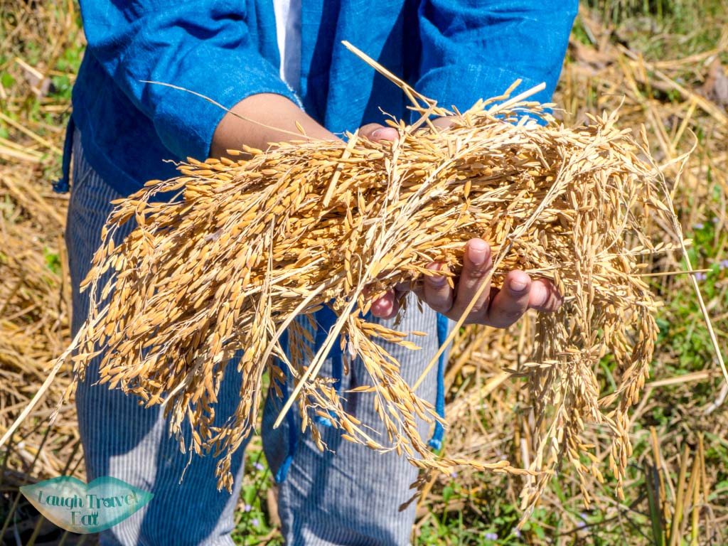 dried-grains-Sommanus-Farm-Ban-Nong-San-sakon-nakhon-thailand-laugh-travel-eat