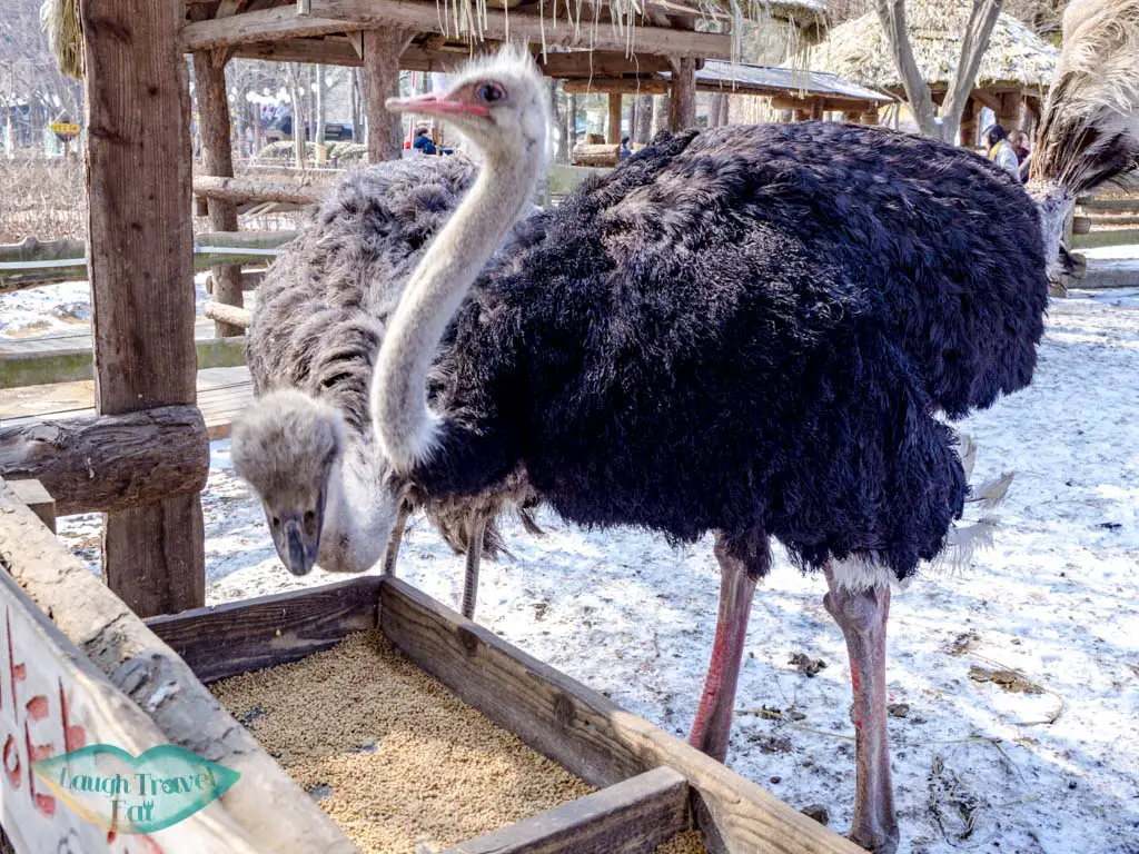 ostrich-nami-island-gangwon-south-korea-laugh-travel-eat