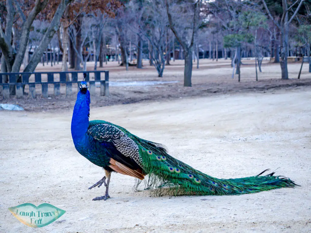 peacocks-nami-island-gangwon-south-korea-laugh-travel-eat