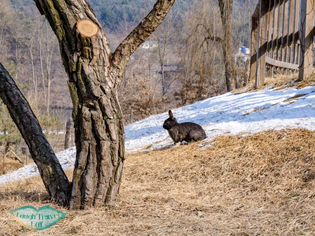 rabbit-nami-island-gangwon-south-korea-laugh-travel-eat