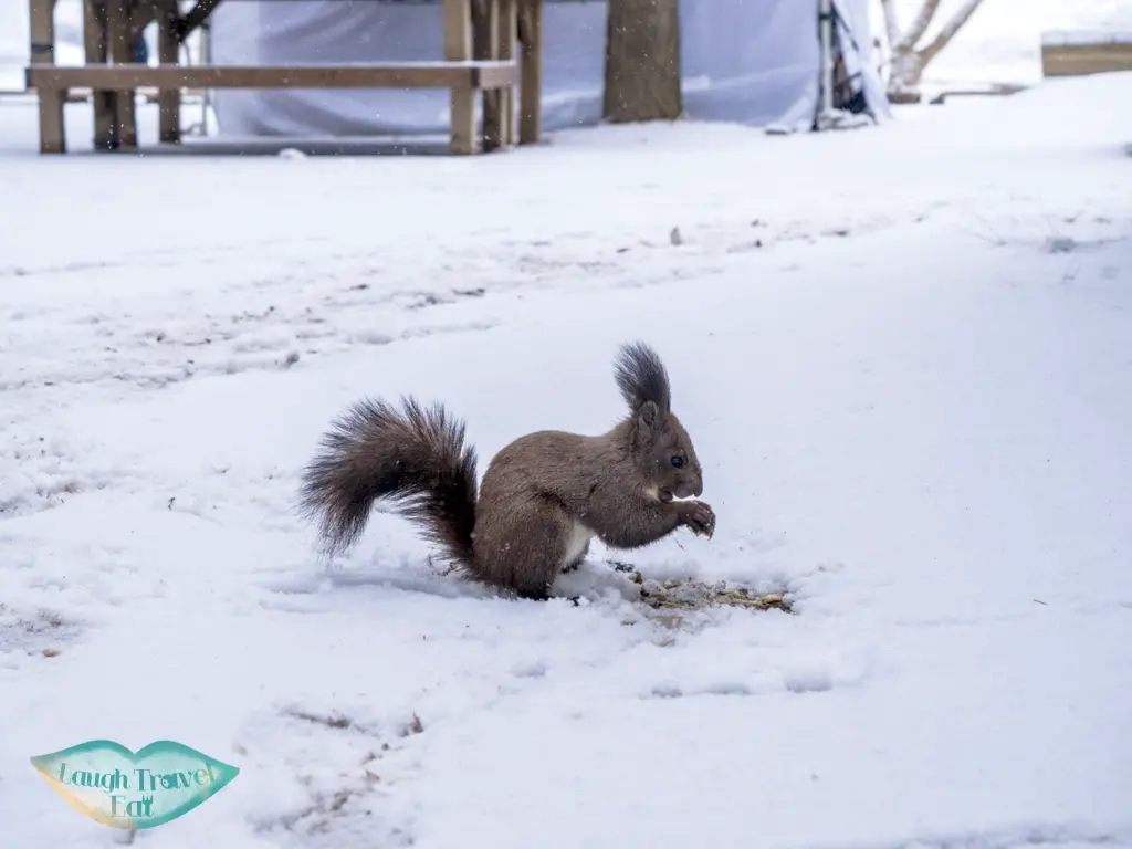 squireel-on-nami-island-gangwon-south-korea-laugh-travel-eat