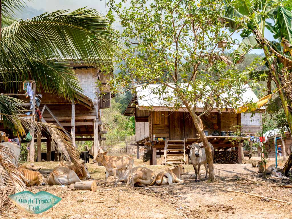 Nalan-Nuea-village-nam-ha-national-park-luang-namtha-laos-laugh-travel-eat-2