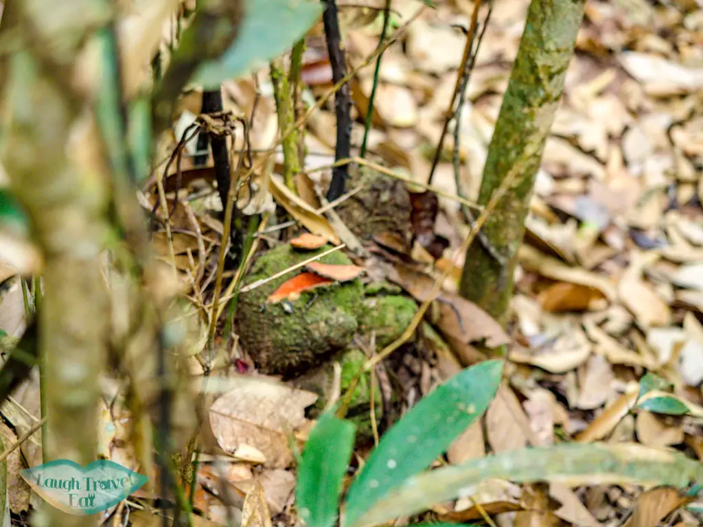 orange-dye-plant-thing-nam-ha-national-park-luang-namtha-laos-laugh-travel-eat