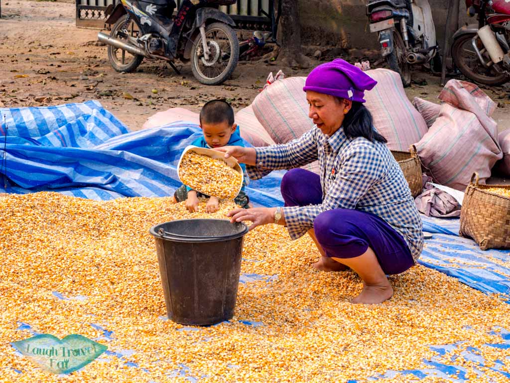 raw-ingredient-lao-lao-whiskey-luang-namtha-laos-laugh-travel-eat1