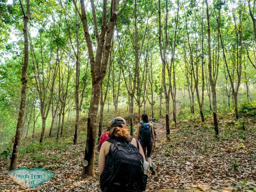 rubber-tree-forests-trek-in-nam-ha-national-park-luang-namtha-laos-laugh-travel-eat