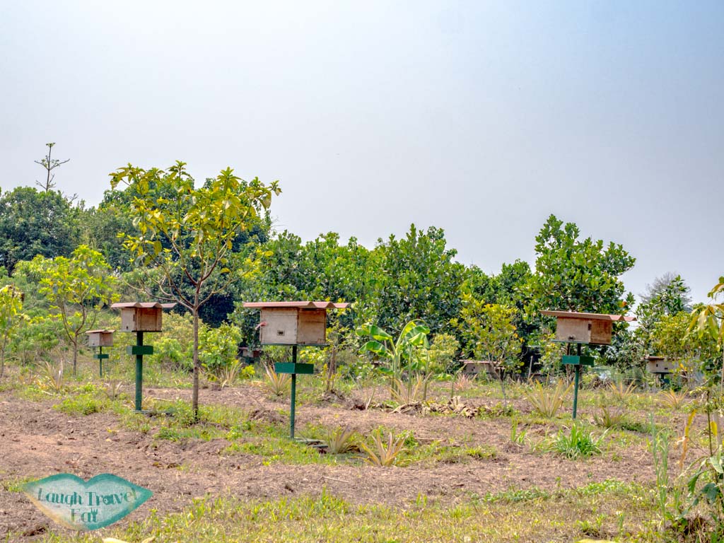 bees-keeping-Phouphetpheoukham-Garden-Vieng-Phou-Kha-laos-laugh-travel-eat