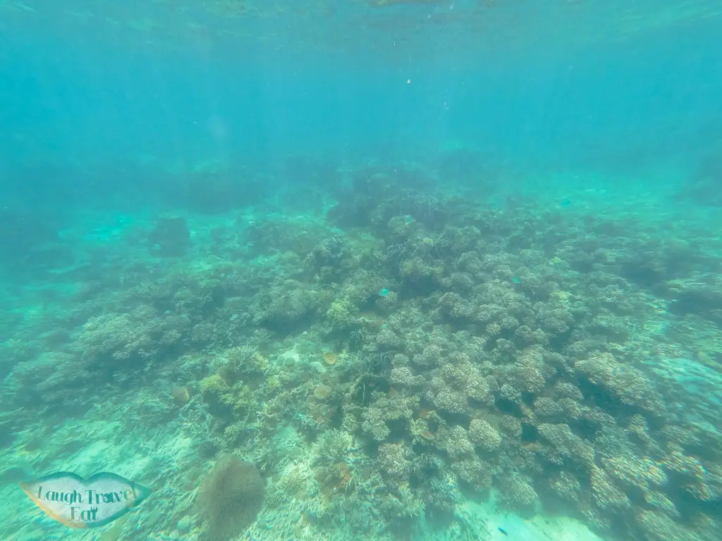corals-in-sapi-island-kota-kinabalu-sabah-malaysia-Laugh-Travel-Eat-1