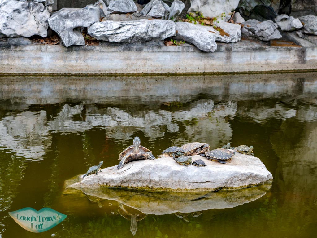 tortoises Longhua temple shanghai china