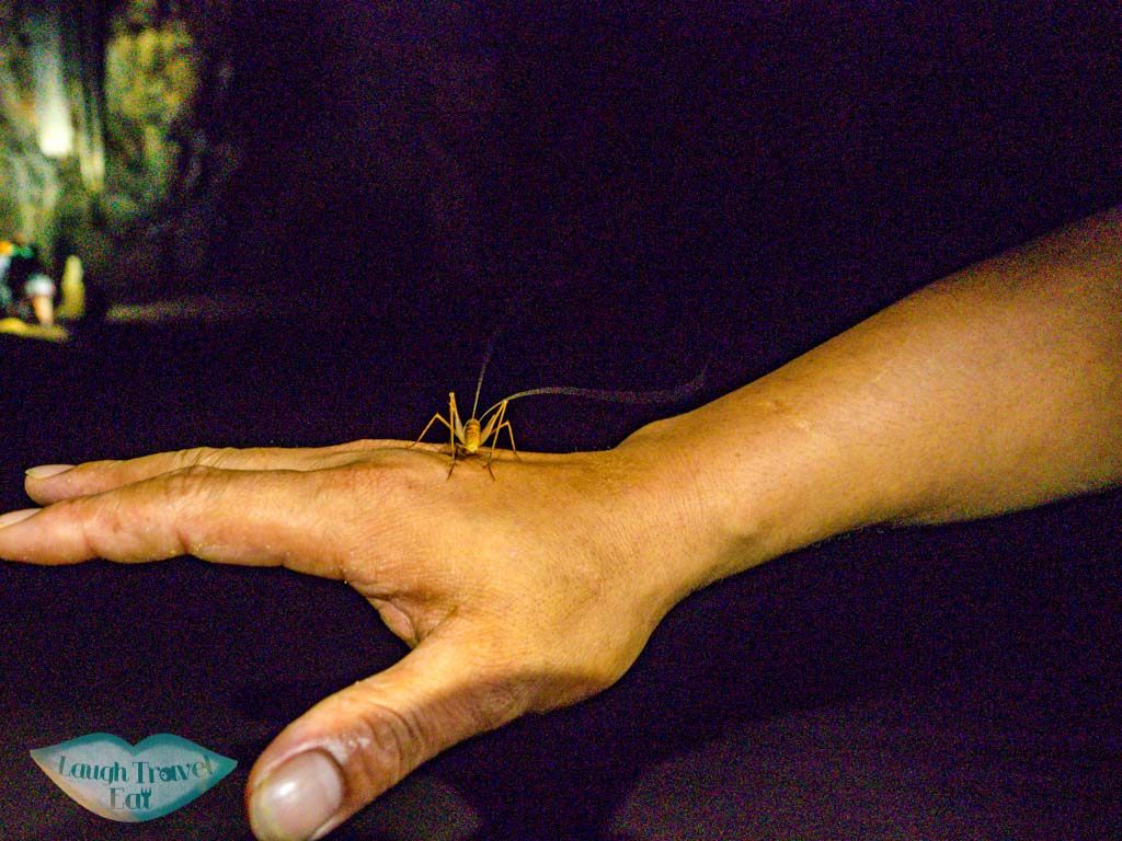 crickets in paradise cave phong nha vietnam - laugh travel eat