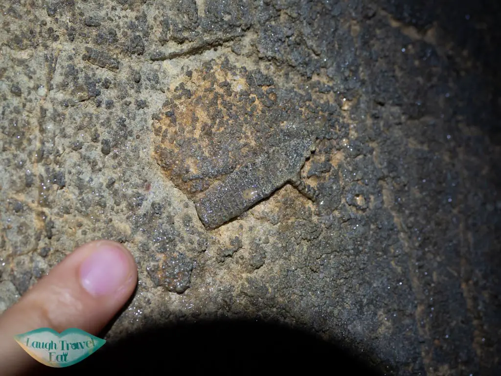crinoid fossils paradise cave phong nha vietnam - laugh travel eat
