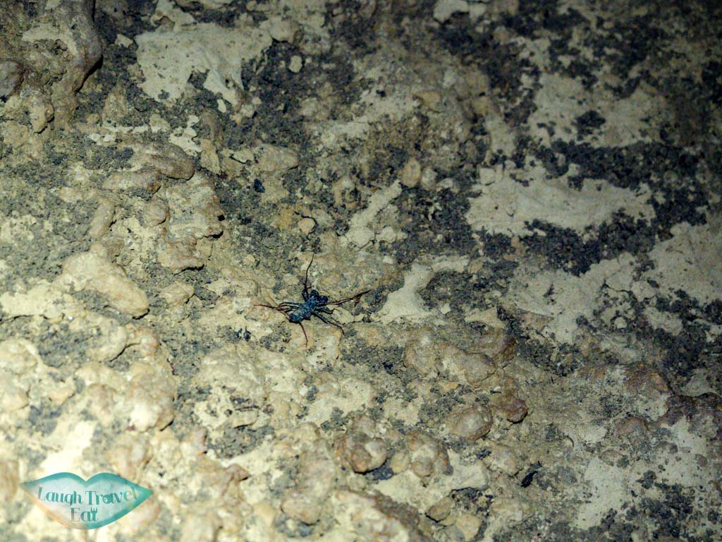 scorpion paradise cave phong nha vietnam - laugh travel eat