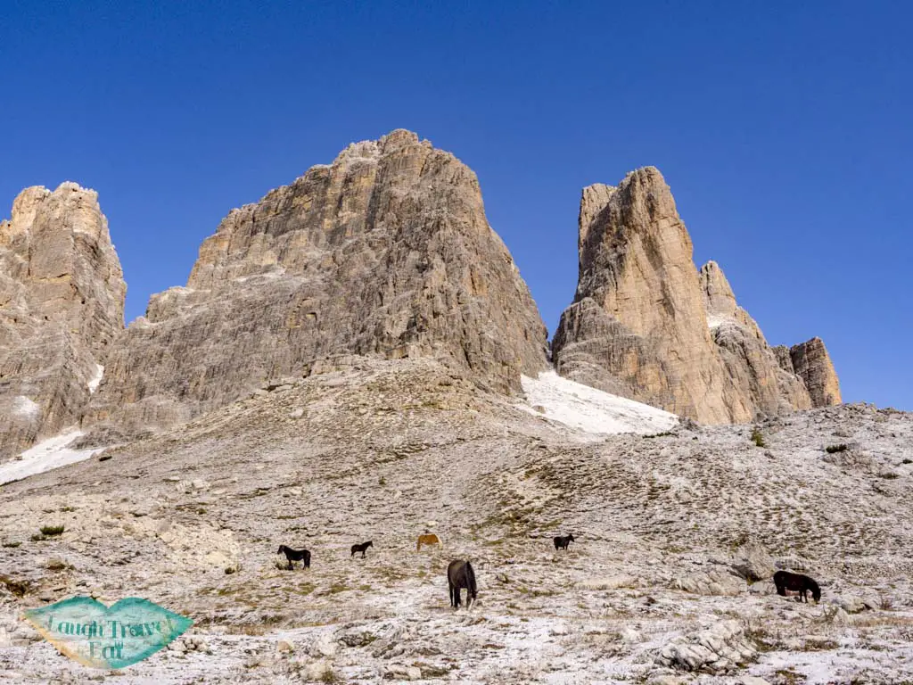 horses along tre cime di lavorado dolomites italy - laugh travel eat