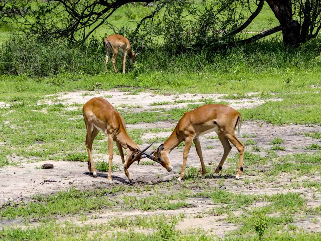 antelope tarangeri national park tanzania africa - laugh travel eat