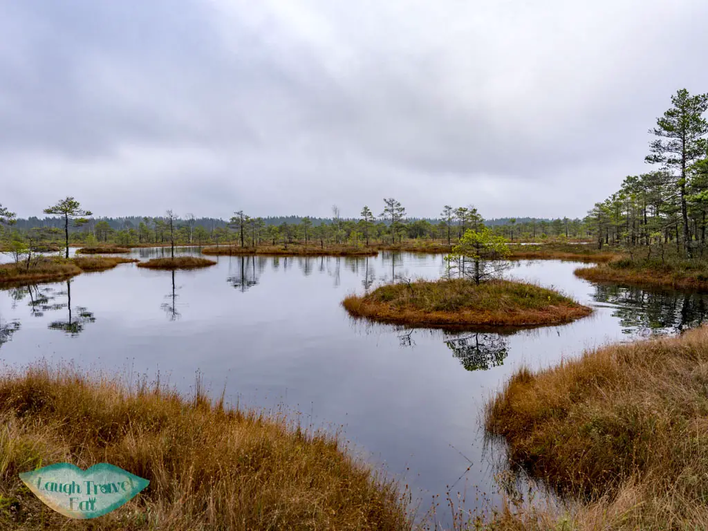 bog kemeri national park riga latvia - laugh travel eat