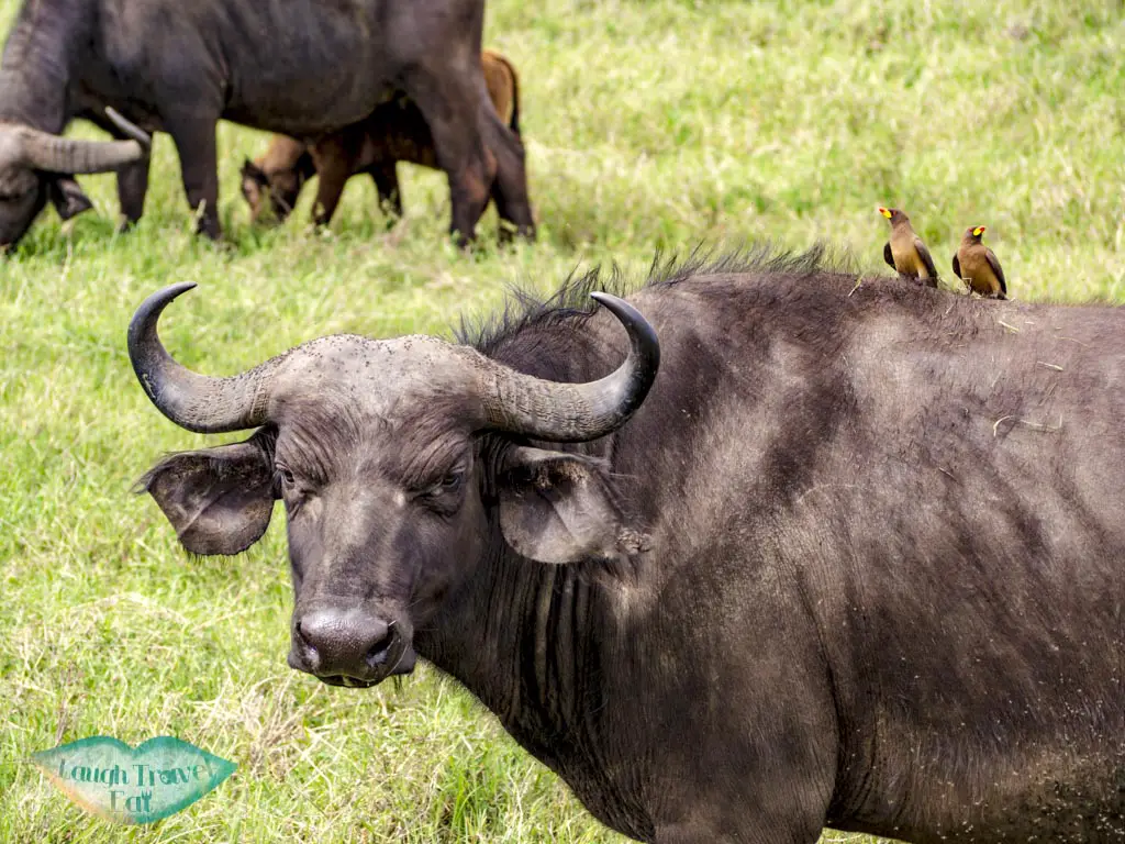 buffalo with birds ngorogoron national park tanzania africa - laugh travel eat