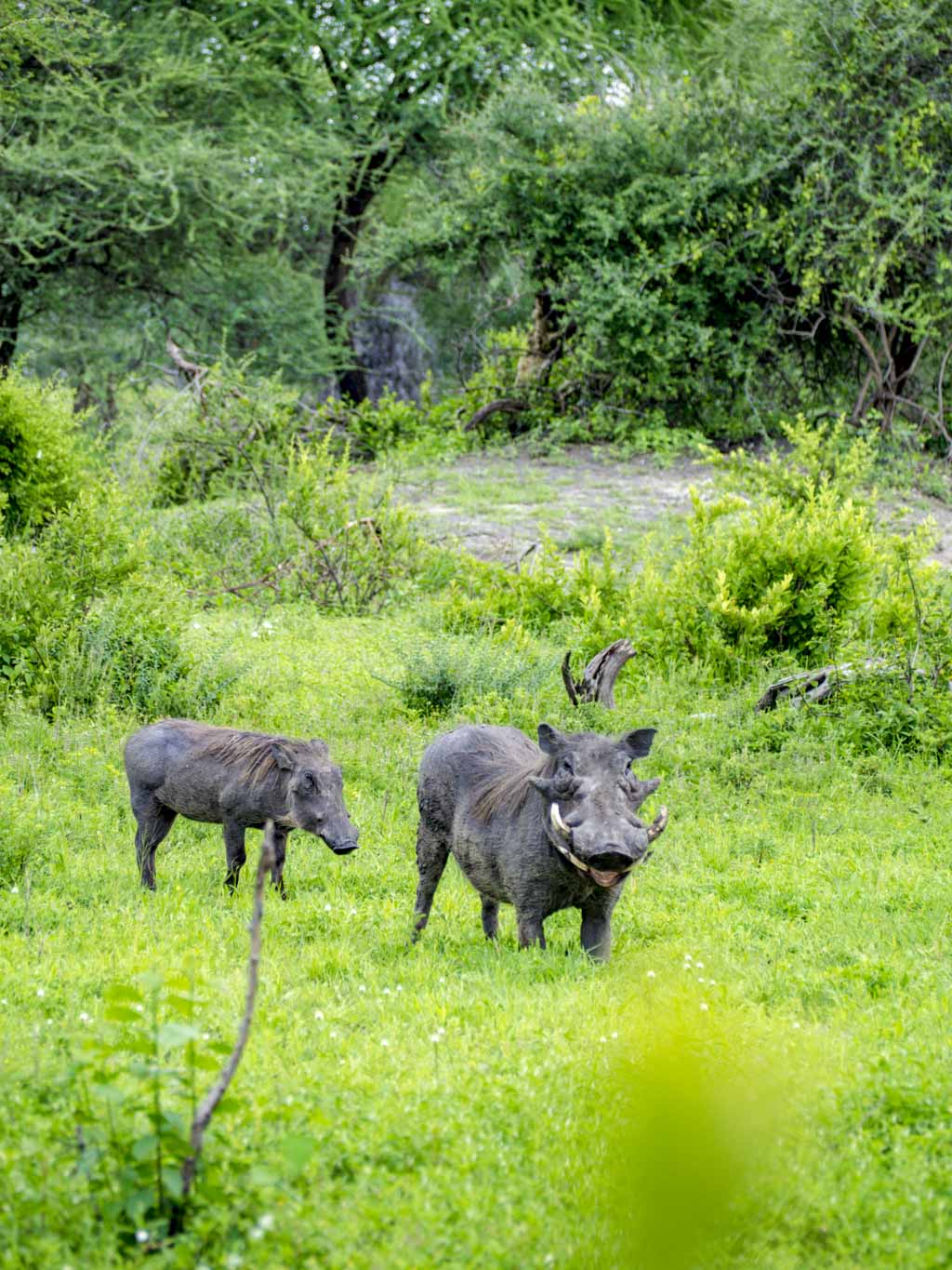 bumba tarangeri national park tanzania africa - laugh travel eat