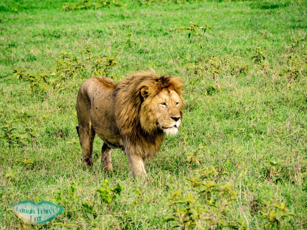 close up lion ngorogoron national park tanzania africa - laugh travel eat