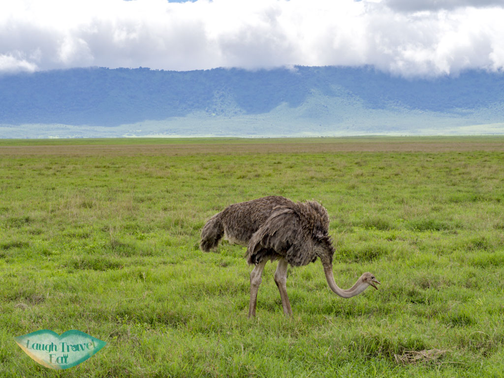 female ostrich ngorogoron national park tanzania africa - laugh travel eat