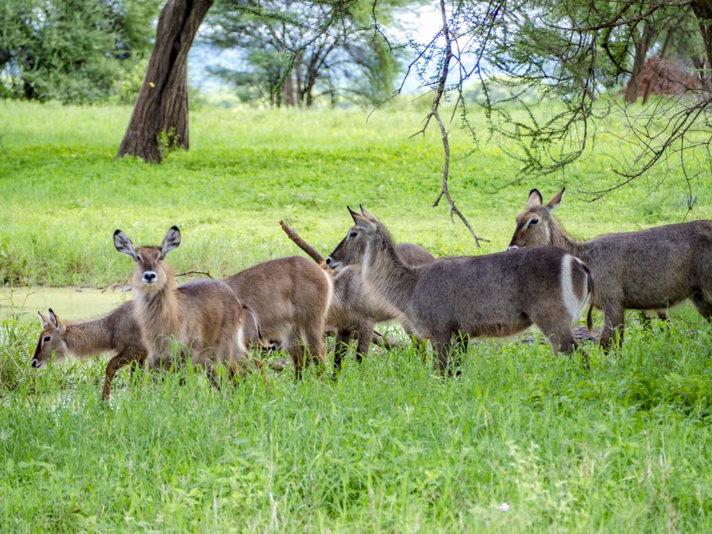 female water bark tarangeri national park tanzania africa - laugh travel eat