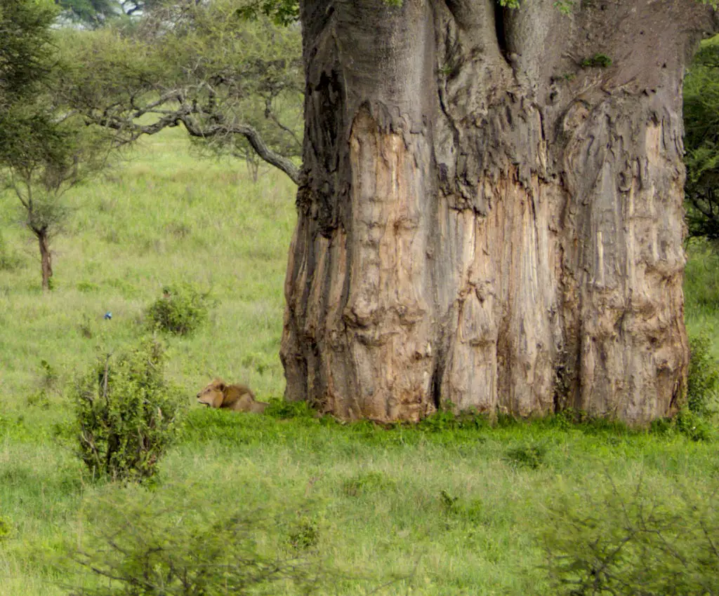 lion at tarangeri national park tanzania africa - laugh travel eat