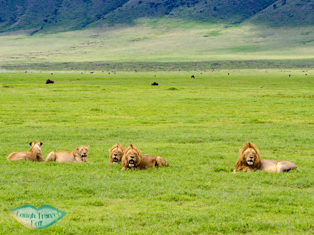 lion herds ngorogoron national park tanzania africa - laugh travel eat