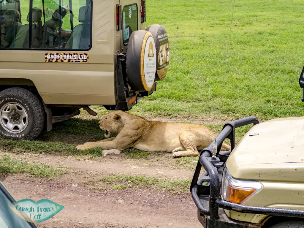 lion seeking shades ngorogoron national park tanzania africa - laugh travel eat