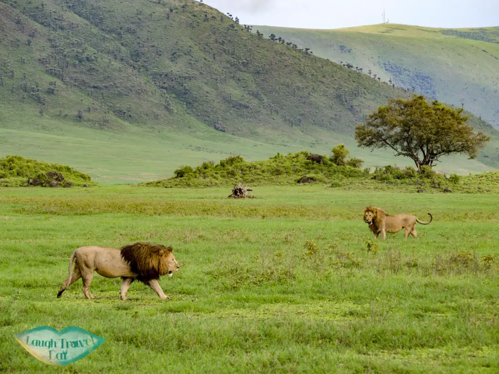 lions in ngorogoron national park tanzania africa - laugh travel eat