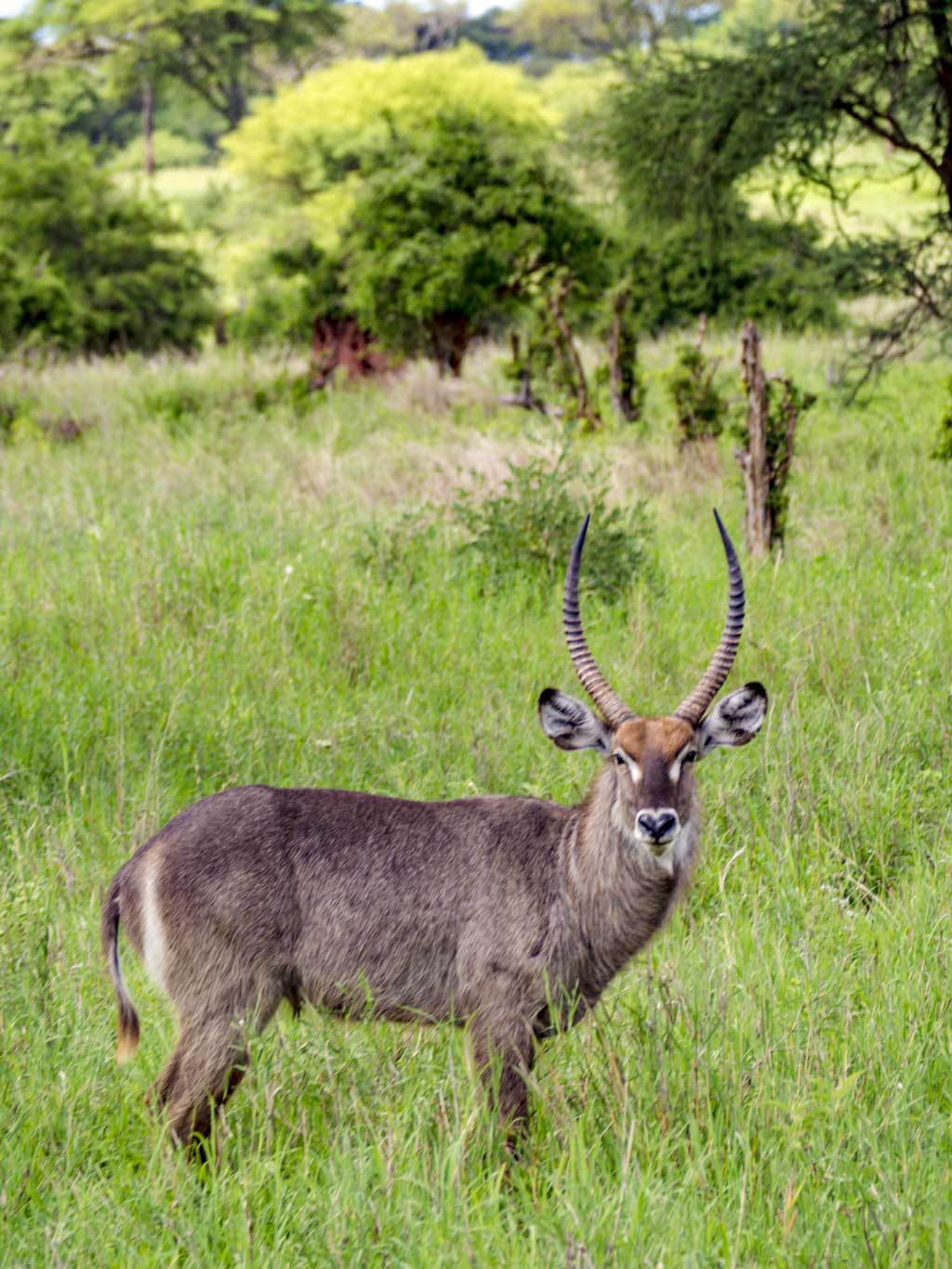Budget Lodge Safari Tanzania a 5 day cultural & animal encounter