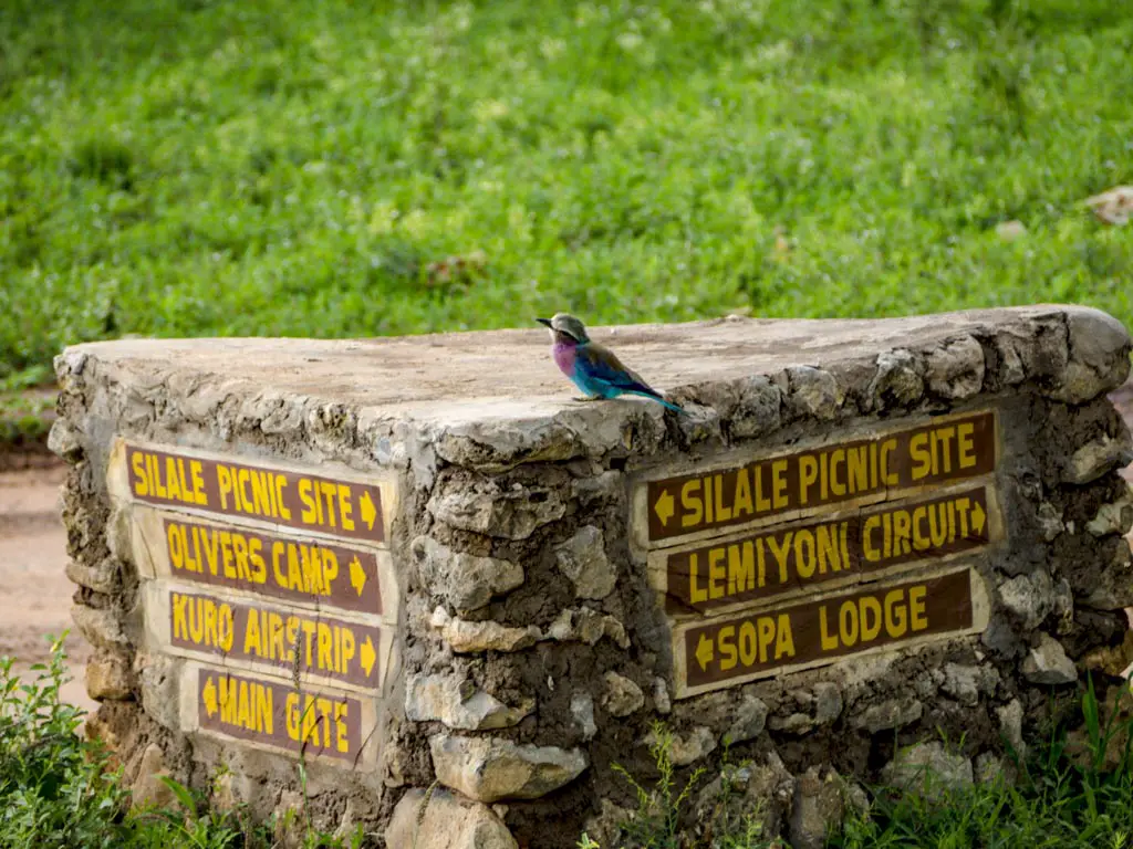 violet bird tarangeri national park tanzania africa - laugh travel eat