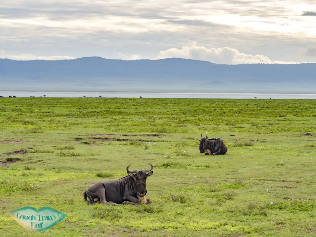 wilderbeests in ngorogoron national park tanzania africa - laugh travel eat