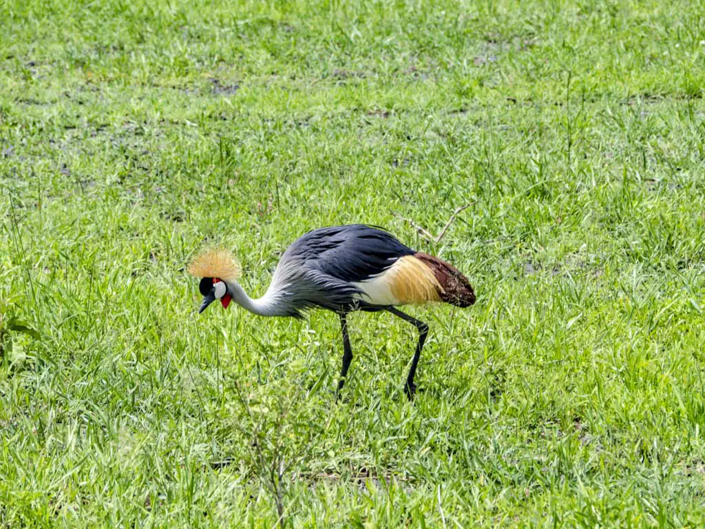 yellow head bird tarangeri national park tanzania africa - laugh travel eat