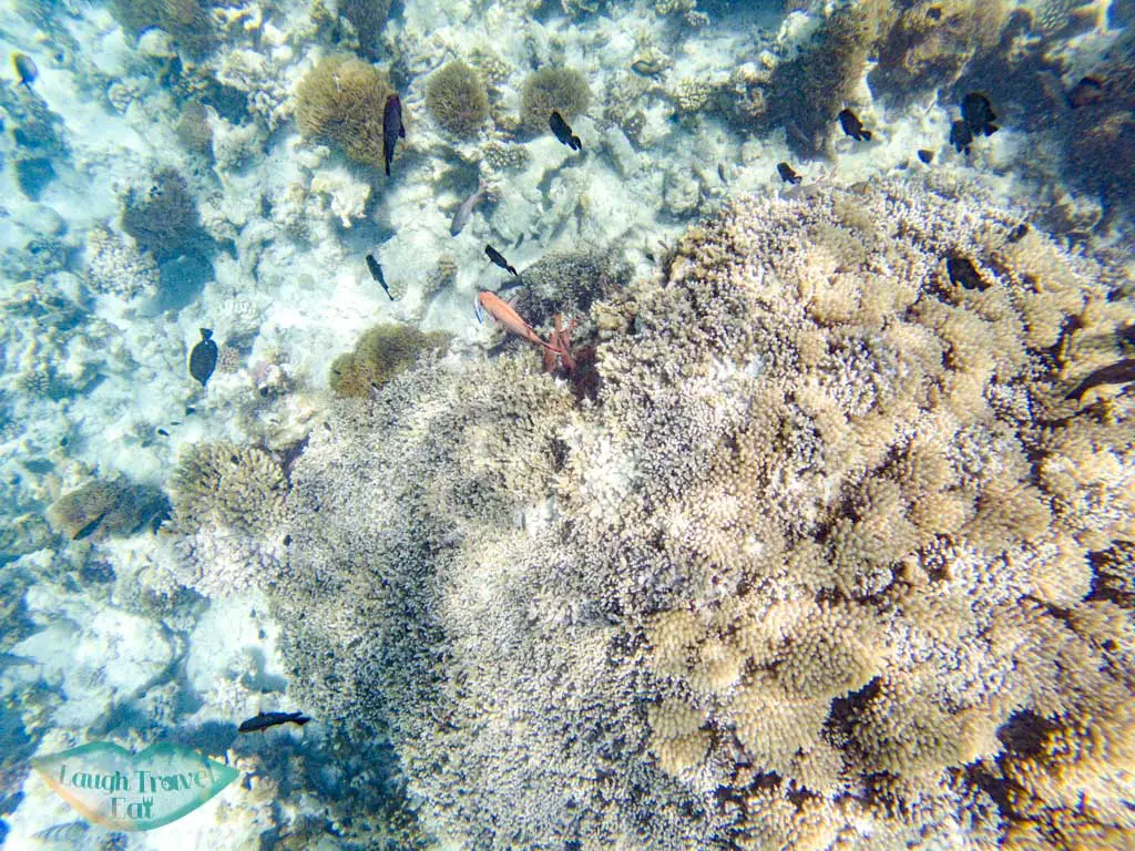 Mnemba snorkeling nungwi zanzibar tanzania - laugh travel eat-2