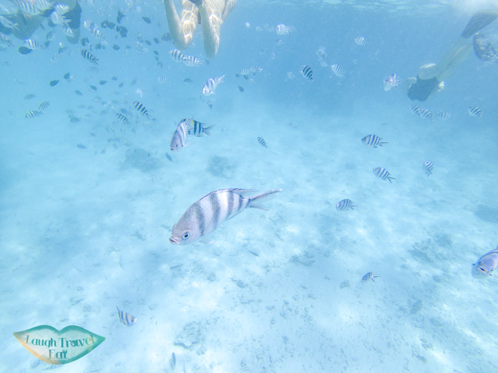 Mnemba snorkeling nungwi zanzibar tanzania - laugh travel eat-2