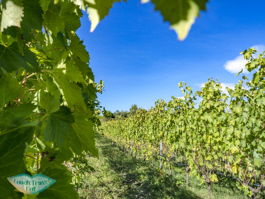 vineyard Podere Lesignano san marino italy - laugh travel eat