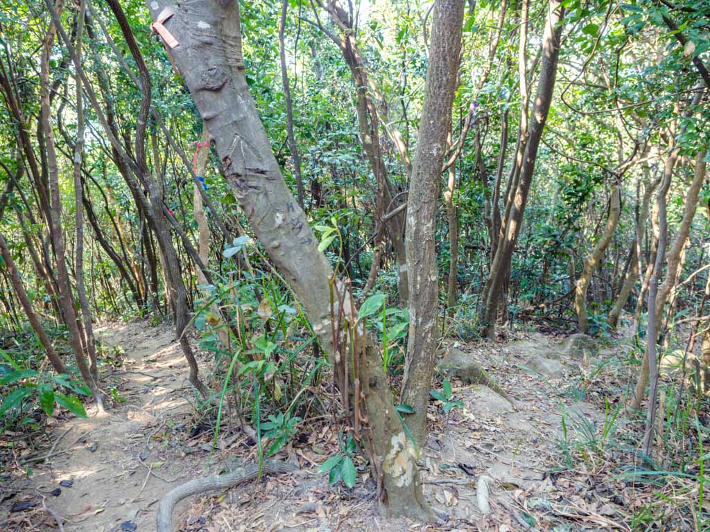 Nui Po Shan to Shek Mun branch left for the Three Brothers Rock Shatin Hong Kong