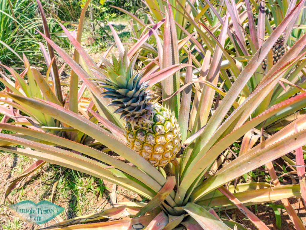 permaculture art farm anana ecological resort ao nang krabi thailand - laugh travel eat-2