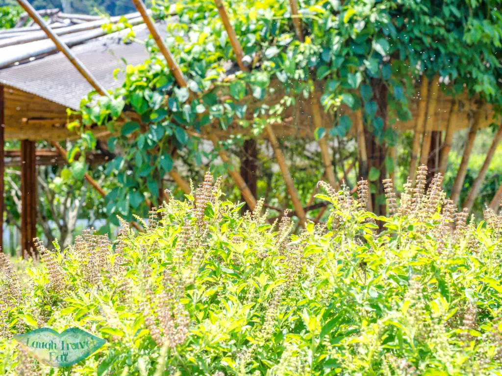permaculture art farm anana ecological resort ao nang krabi thailand - laugh travel eat