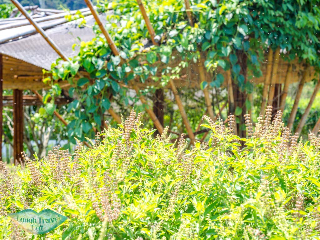 permaculture art farm anana ecological resort ao nang krabi thailand - laugh travel eat