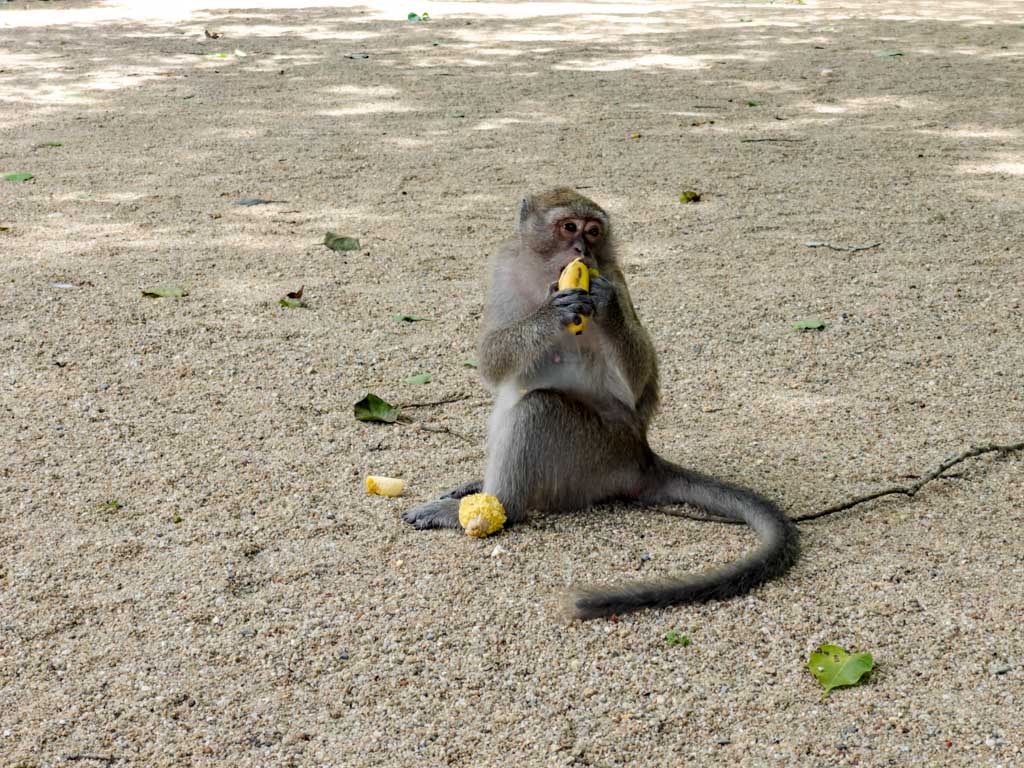 Monkey Temple Wat Suwan Kuha Phang Nga thailand - laugh travel eat