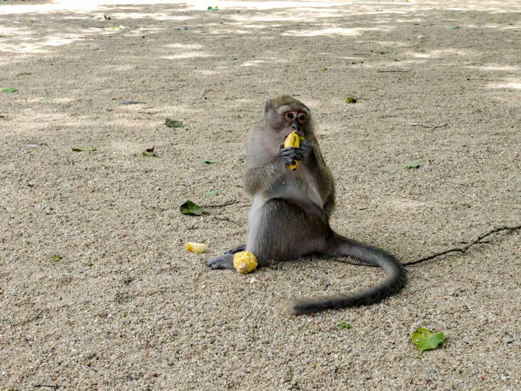 Monkey Temple Wat Suwan Kuha Phang Nga thailand - laugh travel eat