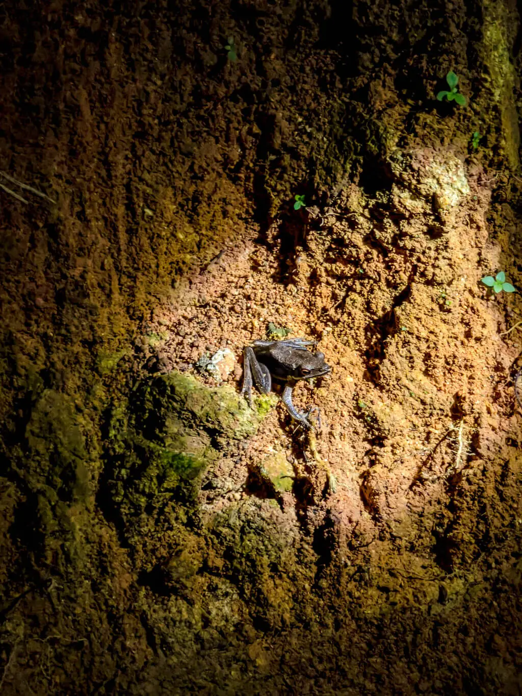 another frog from night safari khao sok national park thailand - laugh travel eat